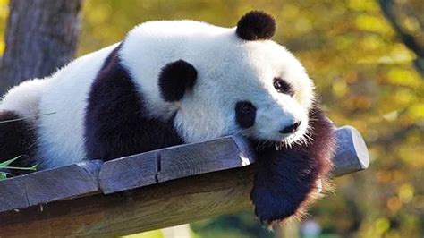 🐼 Funny Pandas 2021 🐼 Funny Pets Youtube