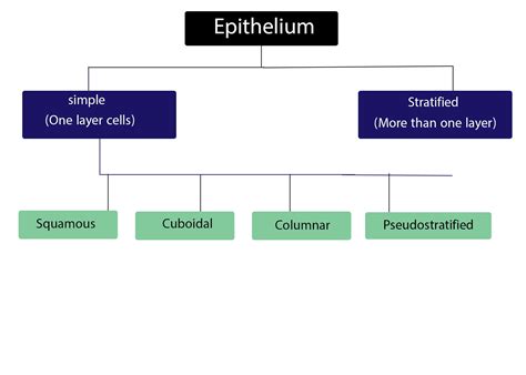 Epithelial Tissue Epithelium Classification Of Epithelium