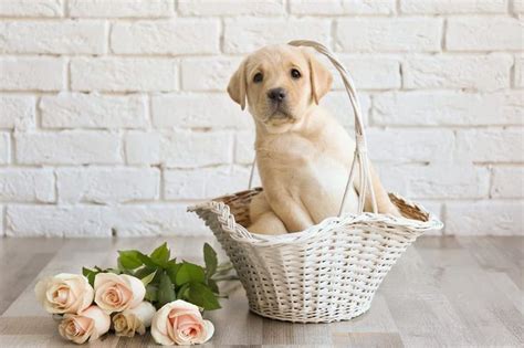 40 Cutest Dog Breeds As Puppies Readers Digest