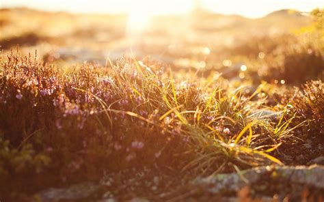 Photography Nature Plants Grass Sunrise Depth Of Field Wallpapers