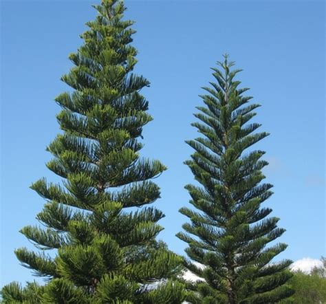 Norfolk Island Pine Trees Nature As Art And Inspiration Leopard Plant