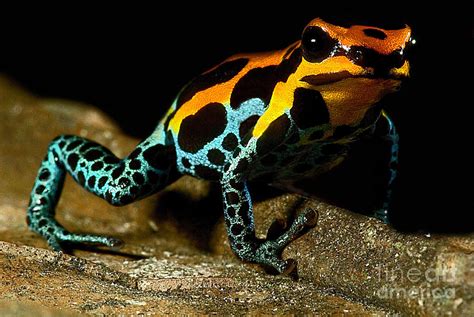 Amazonian Poison Frog Photograph By Danté Fenolio Pixels