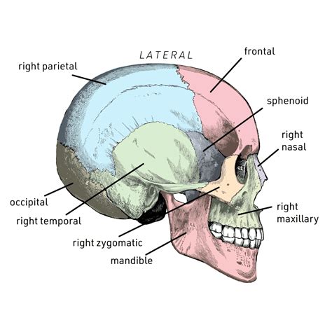 Back Of Skull Anatomy Labeled The Skull Anatomy And Physiology I