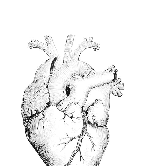 Real Human Heart Drawing