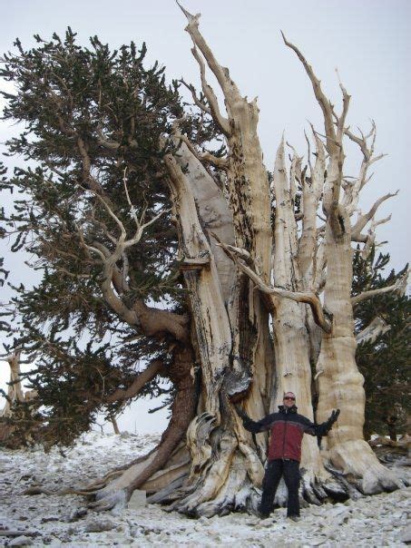 Visit The Single Oldest Living Thing On Earth Its A Tree A 4700