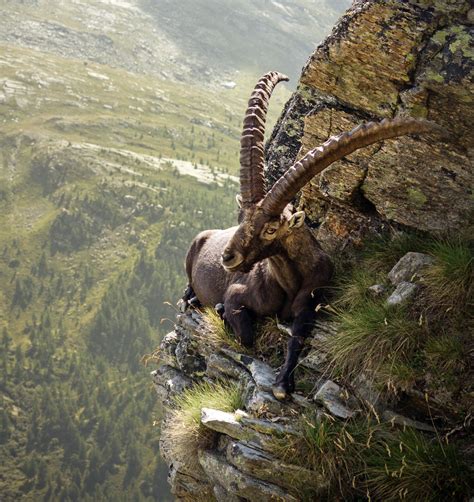 √ Mountain Goat Photography Alumn Photograph