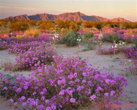 Ideal xeriscape plant in phoenix. Art and deserts | Almost not there