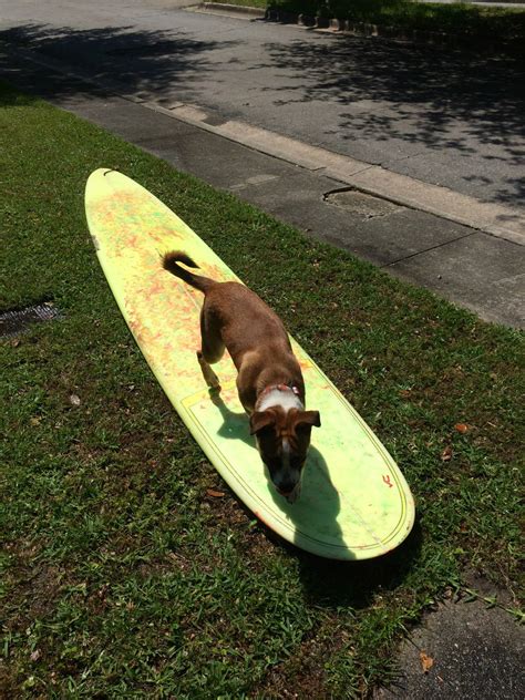 Bring Fido! Pet Friendly Hotels - One Love Animal Rescue