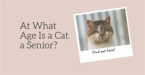 At What Age Is A Cat A Senior How To Care For Aging Cats Klawsome