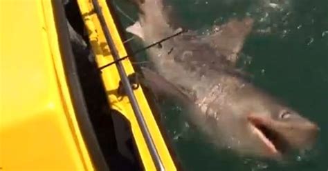 8ft Long Porbeagle Shark Hooked By Angler Off The Coast Of Devon Video