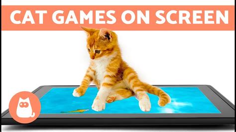Where can i find cat games for cats? Entertainment VIDEO FOR CATS to Watch 😼 CAT GAMES ON ...