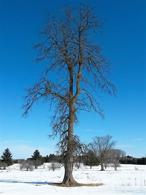 Trees for Eastern Ontario and West Quebec | Trees Canadensis