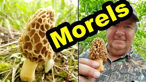 Finding Morel Mushrooms Morel Mushroom Hunting Tips Youtube
