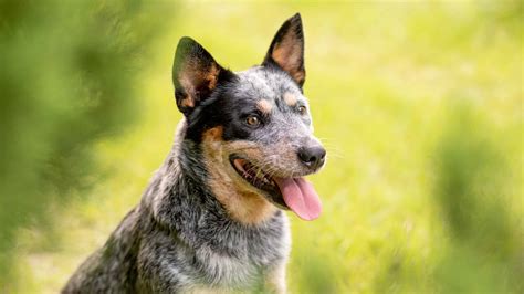 Blue Heeler Prices In 2024 Purchase Cost Vet Bills And More A Z