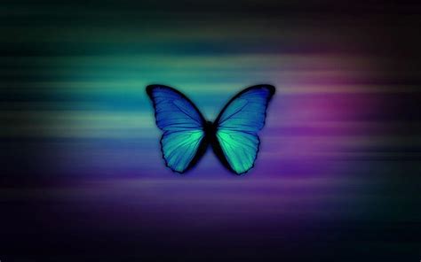 Blue Morpho Butterfly 6 Blue Morpho Butterfly Blue Butterfly Hd