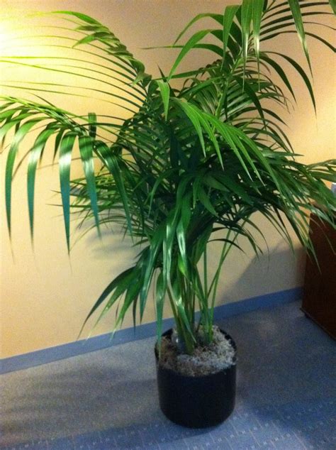 How To Use Kentia Palms In Your Corporate Indoor Office Plant Design