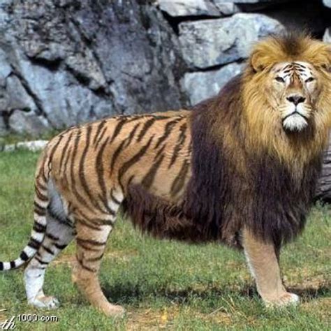 Awesome Liger I Guess They Get Way Bigger Than A Normal Lion Or Tiger
