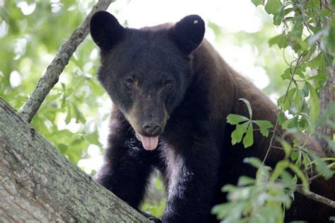 Washington Court Rules Against Black Bear Hunting Permits Washington