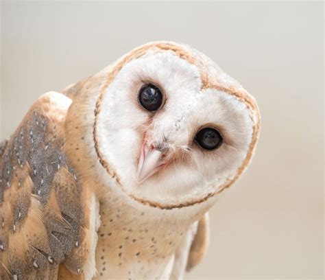 Great Horned Owls Have No Horns Nurture Nature Foundation