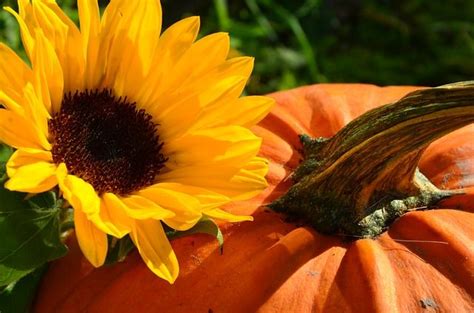 Pikbest has 125857 yellow pumpkin design images templates for free download. Free Image on Pixabay - Sunflower, Harvest, Pumpkin ...