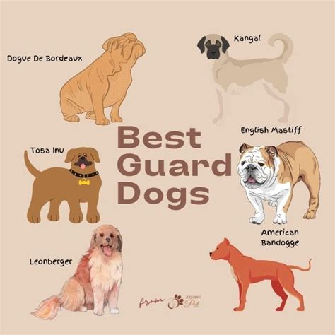 Dog Breeds 10 Best Guard Dogs