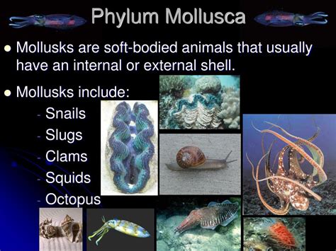 Ppt Phylum Mollusca Powerpoint Presentation Free Download Id6460675