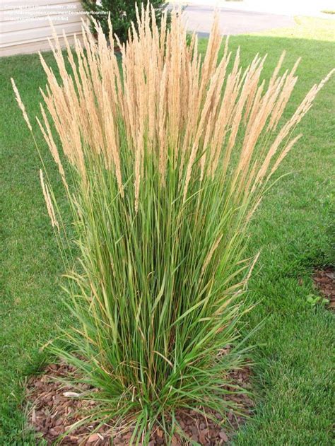 Buy Easy To Grow Calamagrostis Karl Foerster From Garden Goods Direct