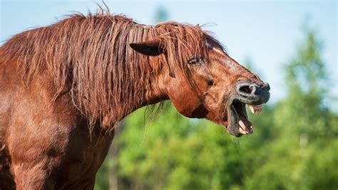 70 Funny Horse Names And Puns Best Ever Horse Bonding Success