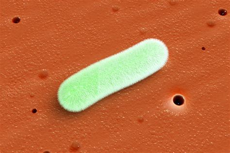 Best Escherichia Coli Stock Photos Pictures And Royalty Free Images Istock
