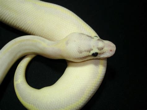 Ivory Pastel Phantom Morph List World Of Ball Pythons