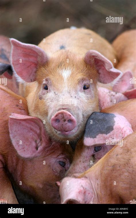 Pile Of Pigs Stock Photo Alamy