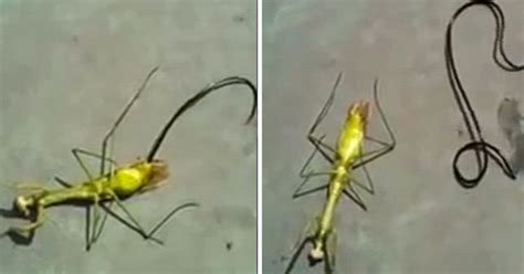 Video Huge Worm Bursts From Dead Body Of Praying Mantis After Eating