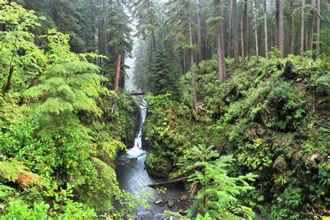 Hoh Rainforest Lodging At Manitou Lodge Near Forks