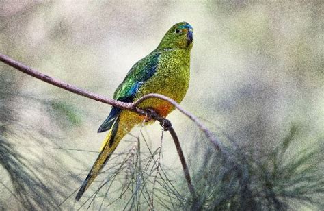 Orange Bellied Parrots Leave Tasmania In Biggest Ever Numbers For