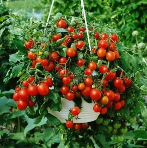 11 Best Tomato Varieties For Hanging Baskets Balcony Garden Web