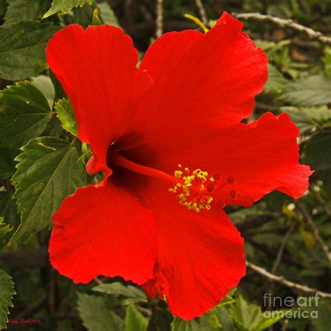 Red Hibiscus Blooming Photograph By Kenny Bosak Fine Art America