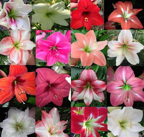 Stunning Hippeastrum Amaryllis Mixed Colour Flowering Age 10 Bulbs