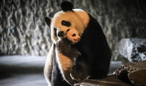 First Glimpse Of Adorable Baby Panda And Mother In Belgium