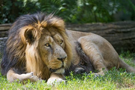 Male Asiatic Lion Lying On The Grass The Male Asiatic Lion Flickr
