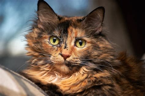 How Long Do Tortoiseshell Cats Live Average Lifespan And Facts Pet Keen