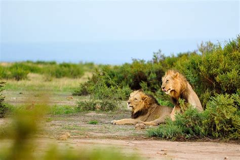 Lions Awake Amboseli Jan Videren Flickr