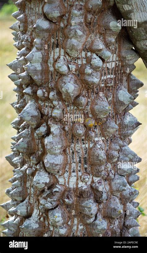 Closeup Of A Ceiba Tree With Thorns Sacred To The Maya People Yucatan