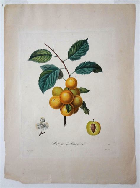 Pair Early French Botanical Stipple Engravings Pears And Plums C