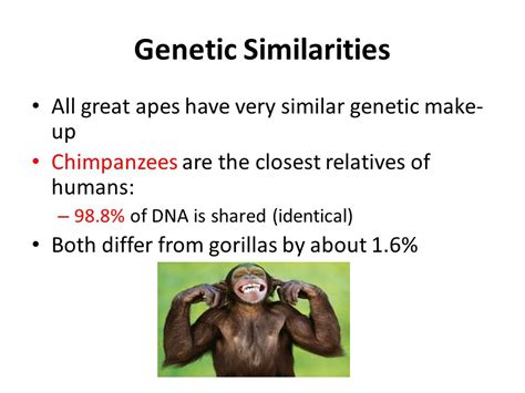 Genetic Makeup Of Humans And Chimps Mugeek Vidalondon