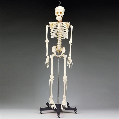 Budget Bart Anatomical Skeleton Model Health Edco