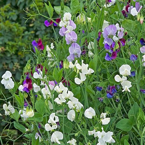 A Beginners Guide To Growing Sweet Peas White Flower