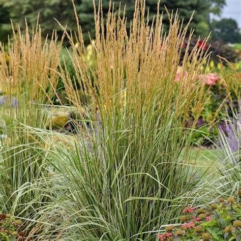 15 Best Ornamental Grasses For Shade Balcony Garden Web