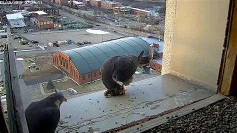 Food delivery or pickup from the best manchester restaurants and local businesses. Manchester, NH Peregrine Falcon - Food transfer 20190319 ...