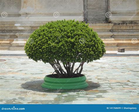 Small Topiary Tree In The Pot Decorates Stock Image Image Of Shape