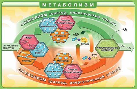 Как настроить метаболизм в организме чтобы похудеть